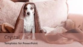  Presentation with pet - Theme consisting of dog-jack-russel-sitting background and a coral colored foreground