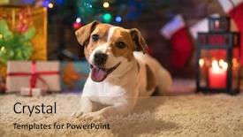  Presentation with christmas candles - PPT theme having dog jack russel background and a coral colored foreground