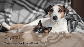  Presentation with russell - Presentation with dog-jack-russell-and-gray background and a coral colored foreground