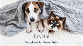  Presentation with russell - Slide set having dog-jack-russell-and-gray background and a white colored foreground