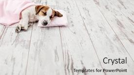  Presentation with russell - Presentation theme featuring dog jack russell at home background and a light gray colored foreground