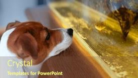  Presentation with fish aquarium - Presentation design with dog-jack-russell-terrier-breed background and a tawny brown colored foreground