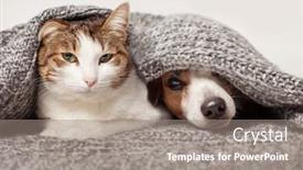  Presentation with cat dog - Presentation theme with dog-jack-russell-terrier background and a gray colored foreground