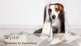  Presentation with russell - Presentation theme with dog-jack-russell-under-cozy background and a lemonade colored foreground