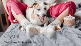  Presentation with russell - PPT theme enhanced with dog-jack-russell-yawns-pet and a  colored foreground