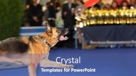  Presentation with dog - Presentation theme having demonstration of training at dogshow background and a ocean colored foreground