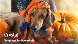  Presentation with dachshund - PPT theme featuring dog knitted hat and scarf background and a tawny brown colored foreground