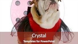  Presentation with english bulldog - Audience pleasing presentation design consisting of dog ladybug - english bulldog wearing backdrop and a tawny brown colored foreground