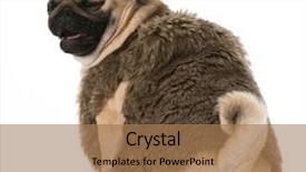  Presentation with isolation - Slide deck consisting of dog laughing - pug wearing fur coat with funny expression isolation on white background background and a coral colored foreground