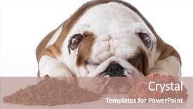  Presentation with dog food - Cool new slide set with dog laying between pile backdrop and a coral colored foreground