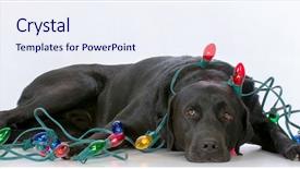  Presentation with dog christmas - Slide deck featuring dog laying down surrounded background and a sky blue colored foreground