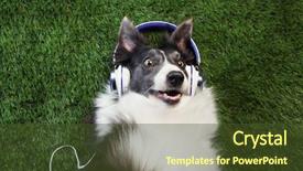  Presentation with dancer music grass - Audience pleasing slide deck consisting of dog laying in the grass backdrop and a tawny brown colored foreground