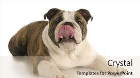  Presentation with english bulldog - PPT layouts with sports management - isolated business man side jump background and a light gray colored foreground.