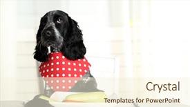  Presentation with dining table - Colorful presentation theme enhanced with malnutrition - dog looking at plate backdrop and a cream colored foreground