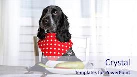  Presentation with dining table - Beautiful presentation design featuring malnutrition - dog looking at plate backdrop and a sky blue colored foreground