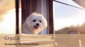  Presentation with caravan - Slide deck having dog-looking-out-of-motorhome background and a coral colored foreground