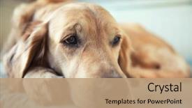  Presentation with golden 50th wedding aniversary - Presentation design having dog lying on the bed background and a coral colored foreground