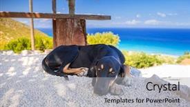  Presentation with zakynthos - Beautiful PPT theme featuring dog-lying-down backdrop and a light gray colored foreground