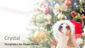  Presentation with dog christmas - Colorful slide deck enhanced with dog near christmas tree happy backdrop and a soft green colored foreground