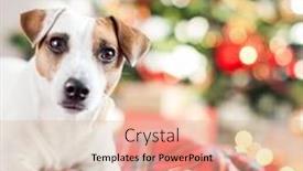  Presentation with dog christmas - PPT theme enhanced with dog near christmas tree pet at home happy new year and merry christmas background and a lemonade colored foreground