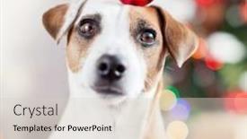  Presentation with dog christmas - Amazing PPT theme having dog near christmas tree pet at home happy new year and merry christmas backdrop and a lemonade colored foreground