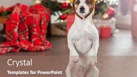  Presentation with dog christmas - PPT layouts having dog-near-christmas-tree-pet background and a coral colored foreground