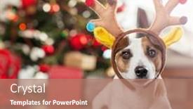  Presentation with dog christmas - Cool new slides with dog-near-christmas-tree-pet backdrop and a coral colored foreground
