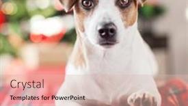  Presentation with dog christmas - Beautiful PPT layouts featuring dog-near-christmas-tree-pet backdrop and a lemonade colored foreground