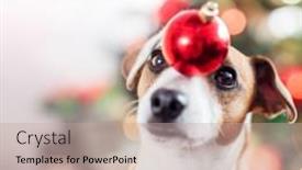  Presentation with dog christmas - Audience pleasing slide set consisting of dog-near-christmas-tree-pet backdrop and a mint green colored foreground