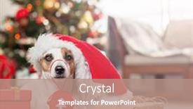  Presentation with dog christmas - Theme enhanced with dog-near-christmas-tree-pet background and a coral colored foreground