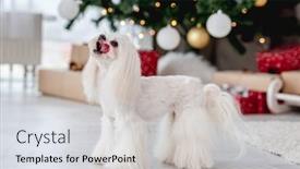  Presentation with dog christmas - PPT theme consisting of dog-near-christmas-tree background and a sky blue colored foreground