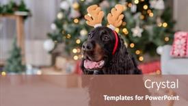  Presentation with dog christmas - Audience pleasing slides consisting of dog-near-christmas-tree backdrop and a coral colored foreground