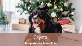  Presentation with dog christmas - Amazing slide deck having dog-near-christmas-tree backdrop and a coral colored foreground