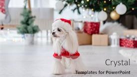  Presentation with dog christmas - Theme featuring dog-near-christmas-tree background and a soft green colored foreground