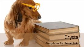  Presentation with stack books - PPT layouts with dog obedience - miniature dachshund sitting beside stack of books background and a coral colored foreground