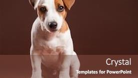  Presentation with dog park animal jack - Audience pleasing presentation theme consisting of dog on a brown background backdrop and a tawny brown colored foreground