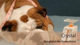  Presentation with spoken english - Cool new slides with dog on a diet - english backdrop and a coral colored foreground