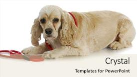  Presentation with leash - Amazing slides having dog on a leash - american cocker spaniel laying down waiting to go for a walk on white background backdrop and a lemonade colored foreground