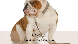  Presentation with leash - Cool new slides with dog on a leash - english bulldog wearing collar and leash on white background backdrop and a coral colored foreground