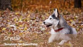  Presentation with walk - Colorful PPT layouts enhanced with dog-on-autumn-walk backdrop and a coral colored foreground