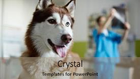  Presentation with sick dog - PPT layouts with sick husky dog on background of vet working background and a coral colored foreground