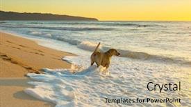  Presentation with hawaii - Audience pleasing PPT layouts consisting of dog on beach in hawaii backdrop and a mint green colored foreground