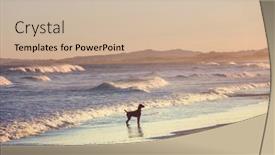  Presentation with new zealand - Cool new PPT theme with dog-on-beach-in-new backdrop and a soft green colored foreground