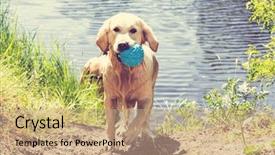  Presentation with dog cruelty - PPT theme having dog on beach background and a coral colored foreground