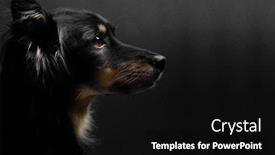  Presentation with black - Presentation having dog-on-black-background-black background and a black colored foreground