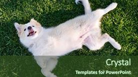  Presentation with puppy - PPT layouts having dog on green grass rolling background and a tawny brown colored foreground