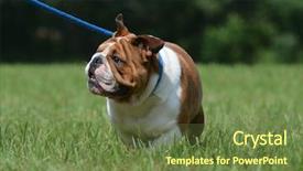  Presentation with lead - Cool new presentation design with dog on leash - english bulldog walking on blue lead backdrop and a tawny brown colored foreground
