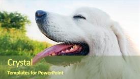  Presentation with sheepdog - Beautiful theme featuring dog on the field polish tatra sheepdog also known as podhalan or owczarek podhalanski young adult backdrop and a tawny brown colored foreground