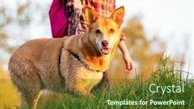  Presentation with grass - Amazing PPT layouts having dog-on-the-grass backdrop and a tawny brown colored foreground