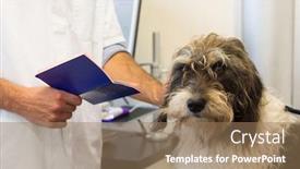  Presentation with dog - Slides consisting of passport - dog on the table background and a coral colored foreground
